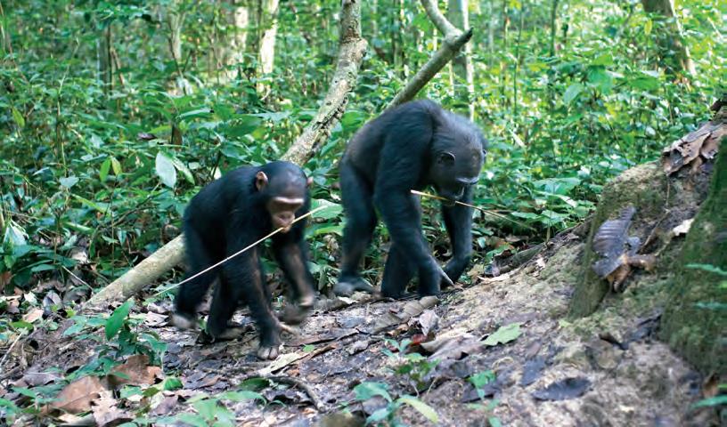 Chimpanzee_RAP