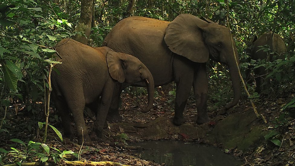 Elephant in Dja