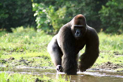 Gorilla