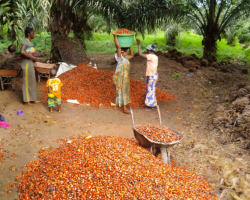 Women processing nuts